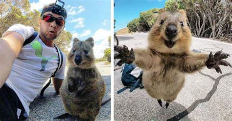 Cyclist Quokka Selfie Is the Cutest Thing You'll Ever See