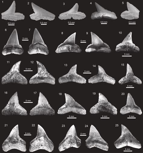 Carcharhiniformes of the Cantaure Formation. 1-5. Rhizoprionodon sp.... | Download Scientific ...