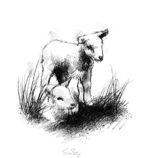 Lambs | SeanBriggs | Sheep art, Charcoal art, Sheep drawing