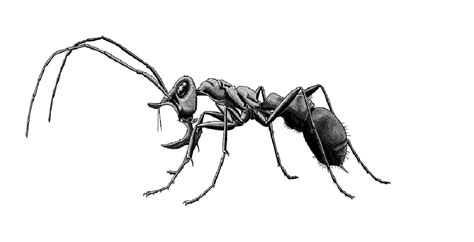 The huge mandibles of the “hell ant” were used to carry food - Ciencia UFPR