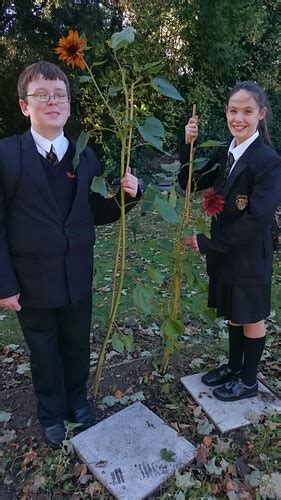 Calderstones school: Liverpool | The Big Sunflower Project 2014 | Flickr