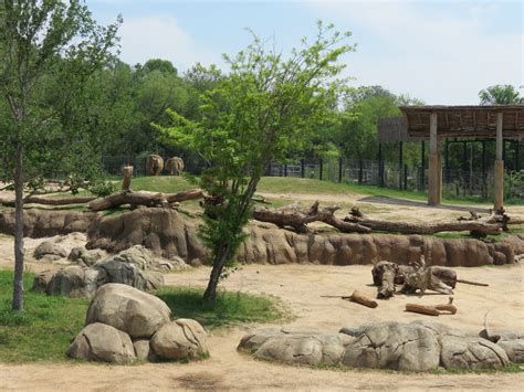 Giants of the Savanna - South Habitat (African Elephant) - ZooChat