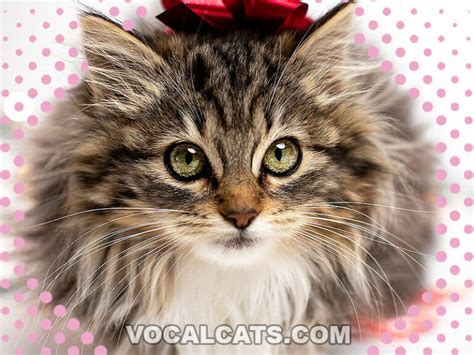 Ragdoll Tabby Mix: Complete Guide - Vocal Cats