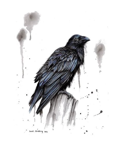 Raven Drawing by Sarah Stribbling - Pixels