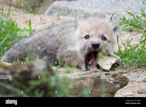 Arctic wolves hi-res stock photography and images - Alamy