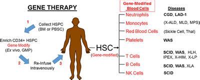 Frontiers | Gene Therapies for Primary Immune Deficiencies