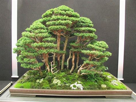 Great Bonsai Tree Seeds The ultimate guide | earthysai