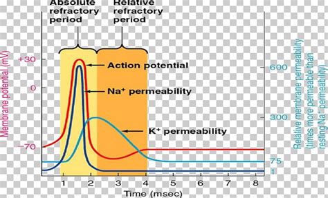 Refractory Period Neuron Action Potential Depolarization Cardiac Muscle Cell PNG, Clipart ...