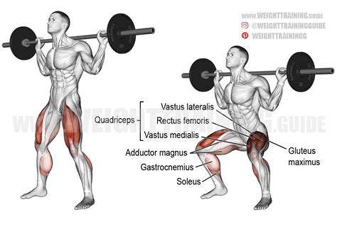 Barbell squat exercise instructions and video | Weight Training Guide