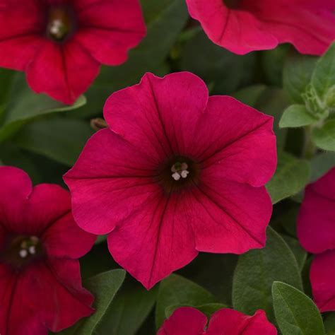 Growing Petunias: A Complete Planting & Care Guide | Garden Design