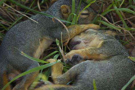 Pin on Animal Babies