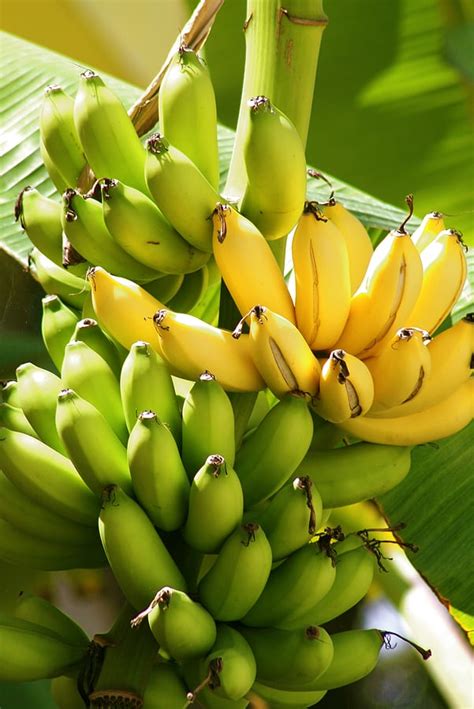 How to Plant and Grow Bananas - Harvest to Table