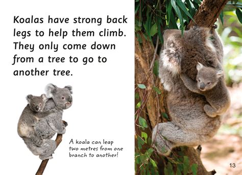 First Facts: Koalas - Blake Education Educational Resources and Supplies - Teacher Superstore