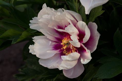 Cora Louise (Anderson, 1986) Semi-double, intersectional Itoh peony. Sensational white petals ...