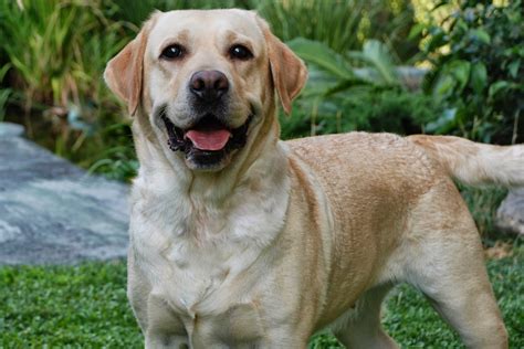 Imagenes De Perro Labrador Cachorro