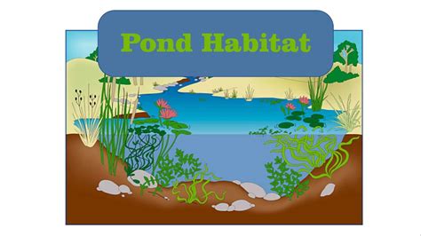 Ecosystem Of Pond Picture Clipart