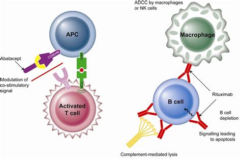 Antigen presenting cell Image : Biological Science Picture Directory ...