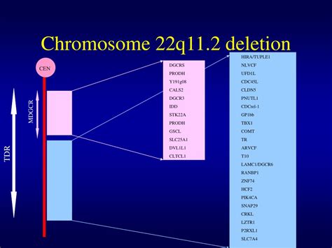 PPT - Chromosome 22q11 Deletion Syndromes PowerPoint Presentation, free ...