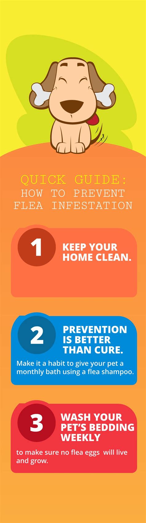 Quick Guide: How to Prevent Flea Infestation #SequoiaHomeCareLLC www ...