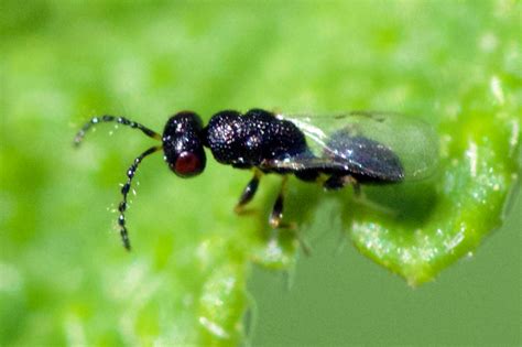 New backyard bug: Eurytomid wasp (family Chalcidae) – Benweb 3.2