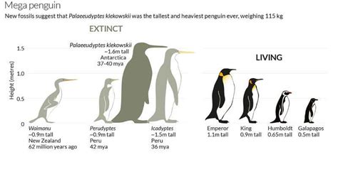 Extinct Penguin Species