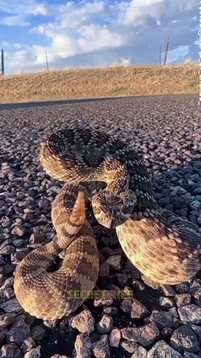 How Rattlesnake rattle sound 😱😱⁉️#facts #fact #rattlesnakes #ytshorts # ...