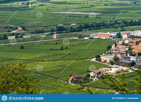 View of Grape Fields, Vineyards in the Mountains of Northern Italy. Summer Day Stock Image ...