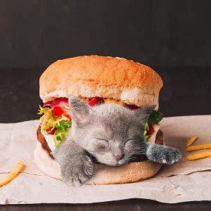 These Funny Cat Photos Are So Cute You Could Just Eat Them Up