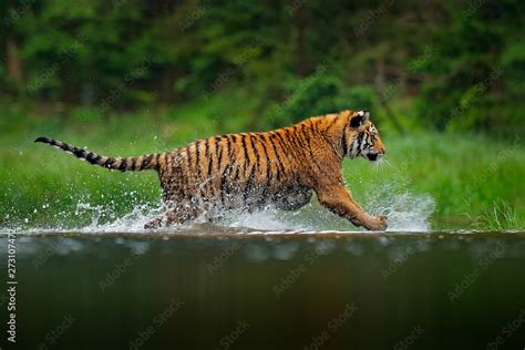 Siberian tiger running in the water. Dangerous animal, taiga in Russia. Animal in the forest ...