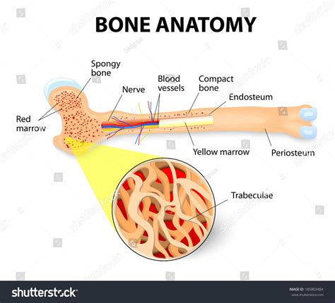 Anatomy Long Bone Periosteum Endosteum Bone Stock Vector (Royalty Free) 185803484 | Shutterstock