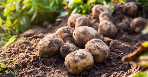 How to Grow Potatoes | A Gardener’s Path Growing Guide