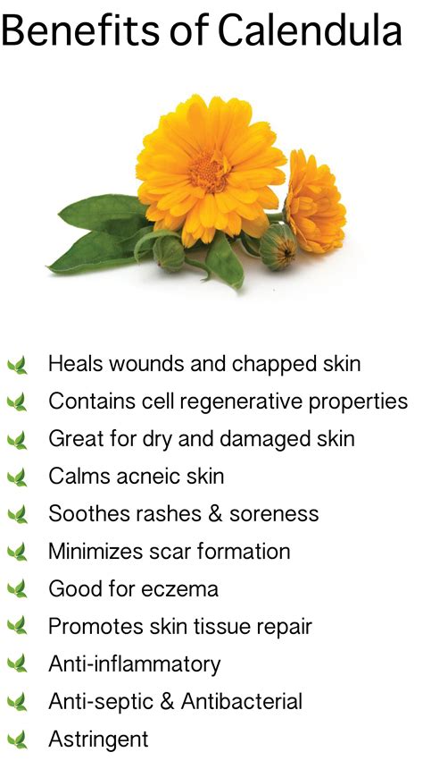 31++ Calendula flower oil benefits information | Botanica Bali