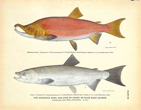 THE KRASNAYA RYBA, REDFISH OF IDAHO OR BLUE BACK SALMON print