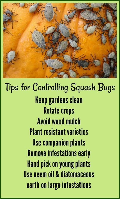 Control Squash Bugs 10 ways - How to Kill Squash Bugs