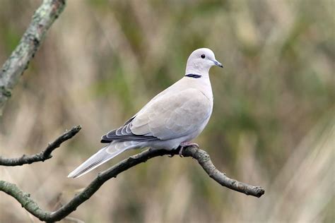Collared Dove