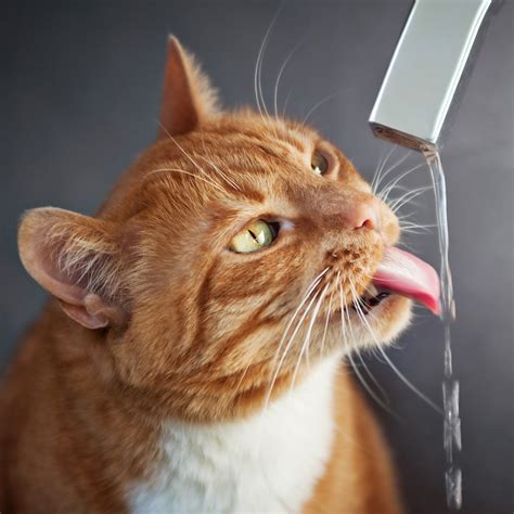 Cat Hydration –Cats Need to Drink More Water Regularly - Mutoanime