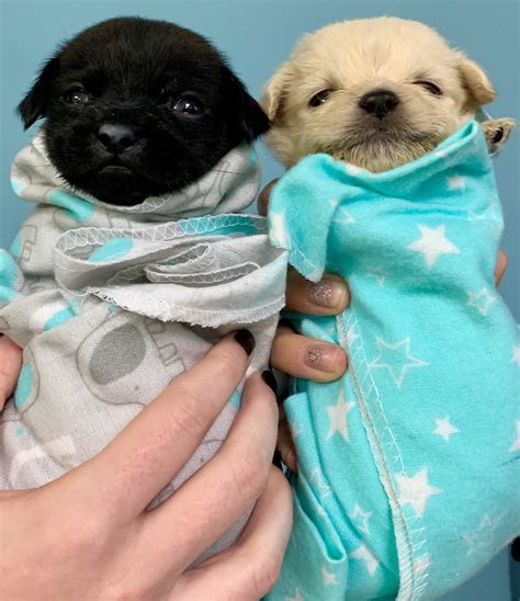 SPCA of Texas foster puppies keeping warm! : r/Dallas