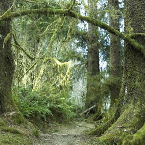 Best Hiking Trail in Olympic National Park | USA Today