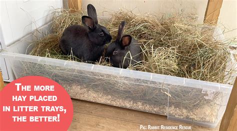 What should you put in your rabbit’s litter tray? - Best4Bunny