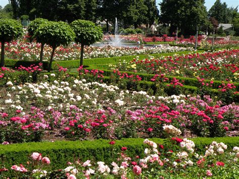 portlands-international-rose-garden-portland-pinned-pinterest ...