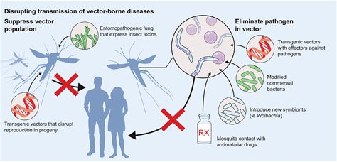 Understanding pathogen survival and transmission by arthropod vectors ...