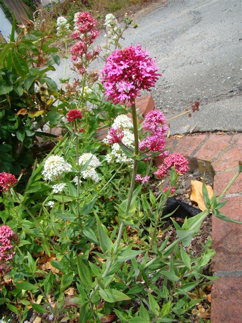 Leaves of Plants: Red Valerian