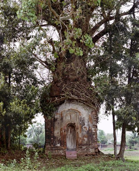 Oddities of Life — Banyan Tree with an attached 16th Century...