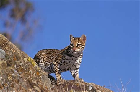 11 O-mazing Ocelot Facts - Fact Animal