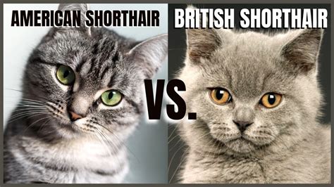 American Shorthair VS. British Shorthair - YouTube