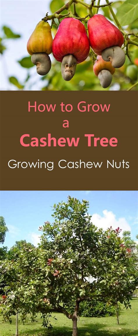 How to Grow a Cashew Tree | Growing Cashew Nuts