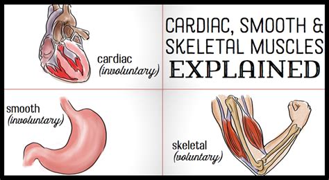 The Differences Between Skeletal, Smooth & Cardiac Muscles | Owlcation