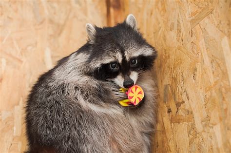 Raccoon Eating Images - Free Download on Freepik