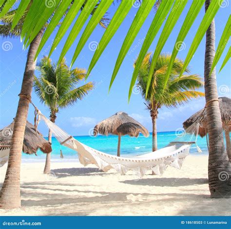 Caribbean Beach Hammock And Palm Trees Stock Photos - Image: 18618503