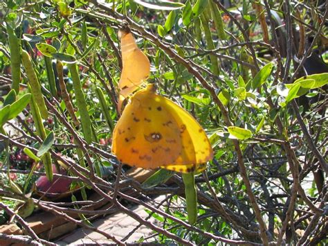 Butterfly host plants now available at The Arbor Gate!